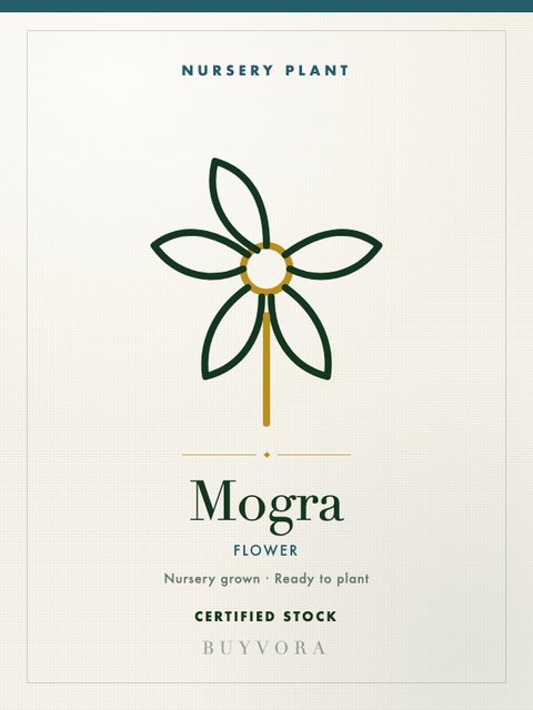Mogra Plant Grafted