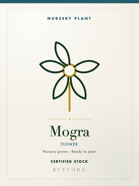 Mogra Plant Plant