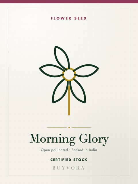 Morning Glory