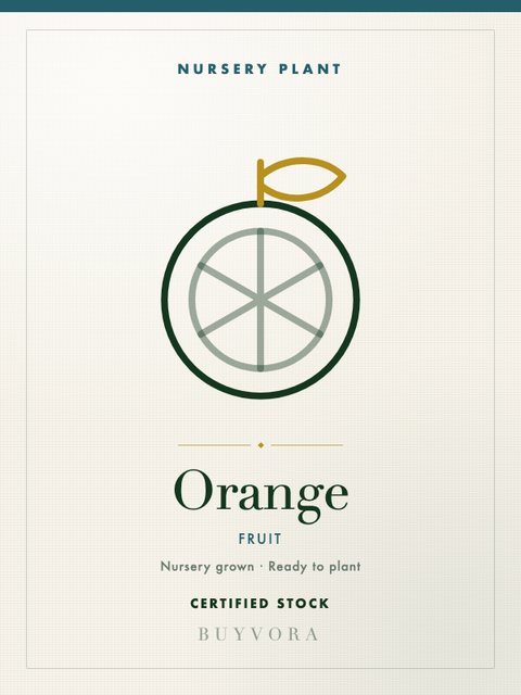Orange Plant Plant