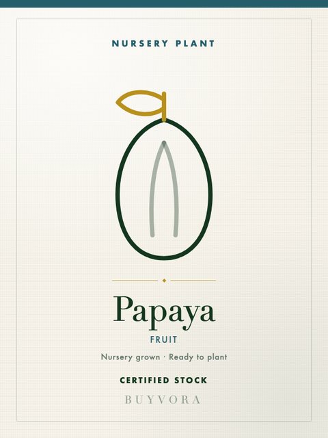 Papaya Plant Grafted