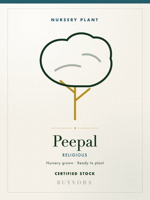 Peepal Sapling Small