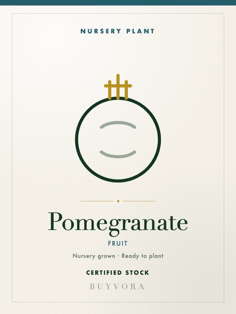 Pomegranate Plant Small