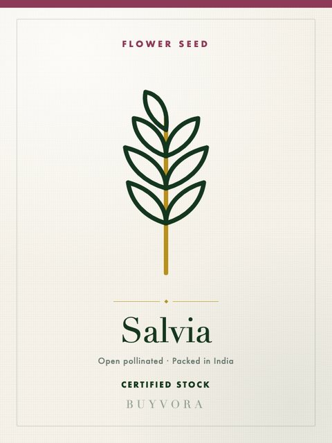 Salvia