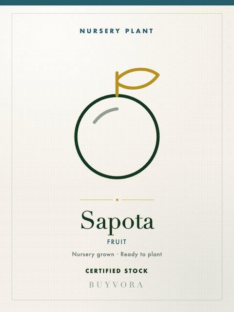 Sapota Plant Plant