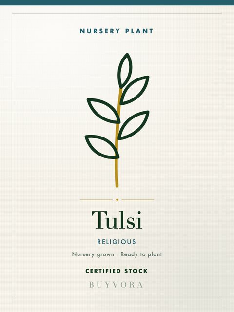 Tulsi Plant Grafted