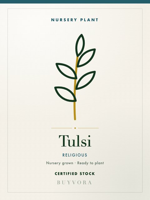 Tulsi Plant Medium