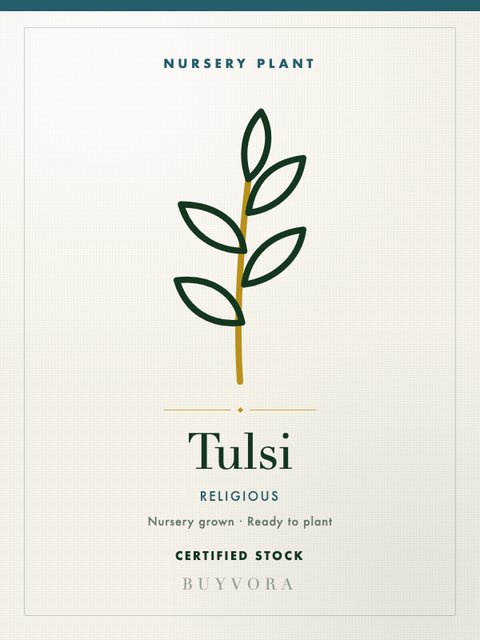 Tulsi Plant Plant