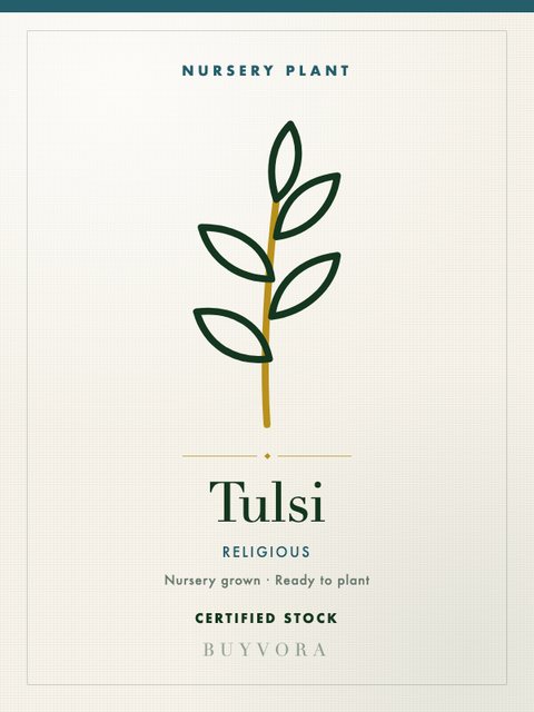 Tulsi Plant Small